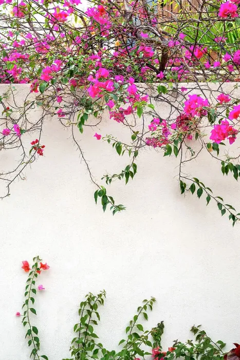Framed Print : Mexico, Baja California Sur. Loreto Bay, climbing bougainvillea on white wall