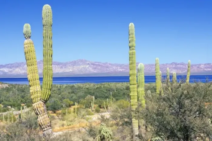 Framed Print : Mexico, Baja California Sur, Mulege, Bahia Concepcion, Cardon Cactus (Pachycereus