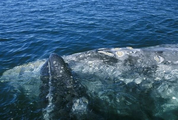Mexico, Baja California Sur, San Ignacio, Laguna San Ignacio, Gray Whale Mother & Calf