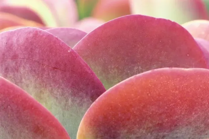 Framed Print : Mexico, Baja California Sur, San Jose del Cabo, Kalanchoe (Kalanchoe thyrsiflora) Framed Print : Mexico, Baja California Sur, San Jose del Cabo, Kalanchoe (Kalanchoe thyrsiflora)