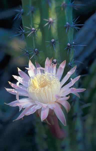 06. Mexico, Baja, Coyote Bay. Blooming Sour Pitaya Cactus