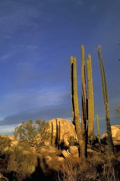 Mexico, Baja del Norte, Catavina Desert National Reserve. Cardon cactus
