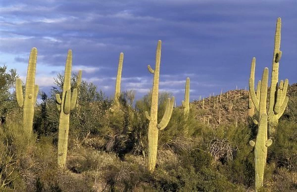 Mexico, Baja del Norte, Catavina Desert National Reserve. Saguaro cactus