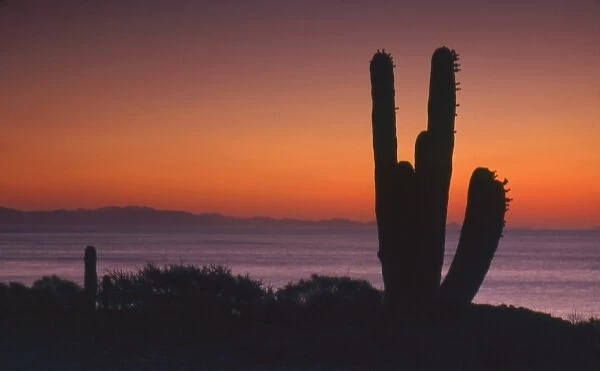 Mexico, Baja Peninsula, Sea of Cortez, Isla San Esteban, silhouette of cardon cactus