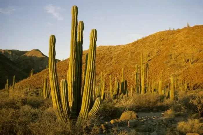 Framed Print : Mexico, Baja, Santa Catalina Island, Sea of Cortez, Cardon Cactus (Pachycereus pringlei) Framed Print : Mexico, Baja, Santa Catalina Island, Sea of Cortez, Cardon Cactus (Pachycereus pringlei)