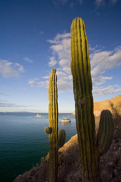 Mexico, Baja, Sea of Cortez. Cardon Cactus frame yachts at Agua Verde