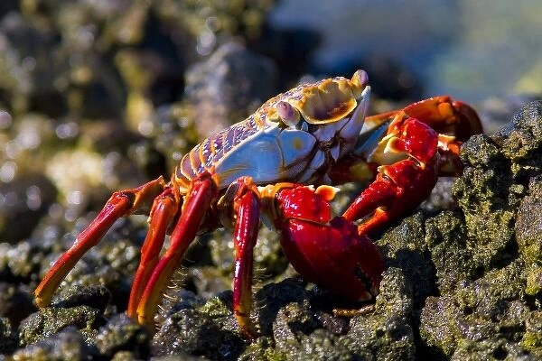 Mexico, Baja, Sea of Cortez. Delightful, colorful Sally Lightfoot crab