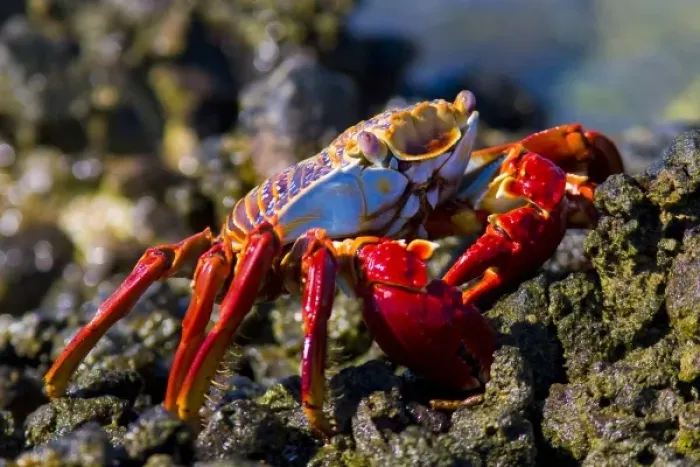 Framed Print : Mexico, Baja, Sea of Cortez. Delightful, colorful Sally Lightfoot crab Framed Print : Mexico, Baja, Sea of Cortez. Delightful, colorful Sally Lightfoot crab