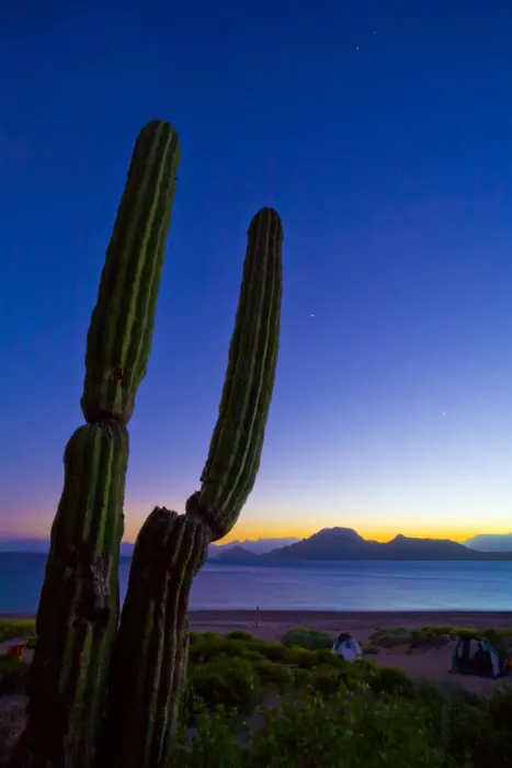 Framed Print : Mexico, Baja, Sea of Cortez. Jupiter and Venus and Cardon Cactus at sunset, Isla Framed Print : Mexico, Baja, Sea of Cortez. Jupiter and Venus and Cardon Cactus at sunset, Isla
