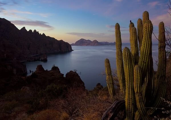 Mexico, Baja, Sea of Cortez. Organ Pipe Cactus and Isla Danzante at sunset