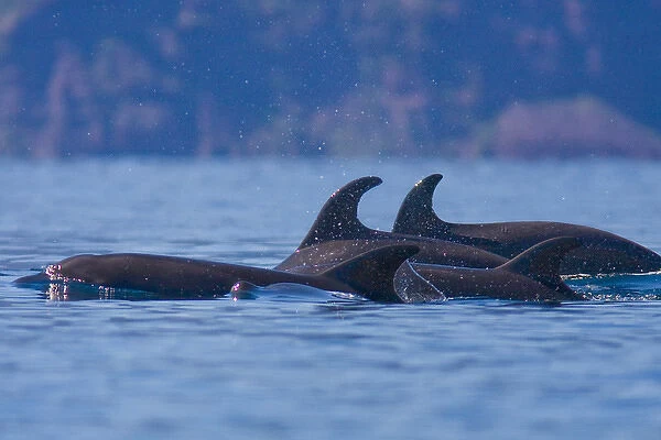 Mexico, Baja, Sea of Cortez. Pod of Bottlenose Dolphins underway