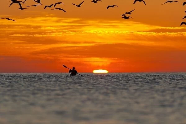 Mexico, Baja, Sea of Cortez. Sea Kayaker and sunrise with gulls overhead. (MR)