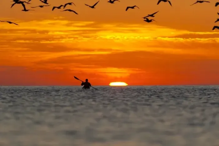 Framed Print : Mexico, Baja, Sea of Cortez. Sea Kayaker and sunrise with gulls overhead. (MR) Framed Print : Mexico, Baja, Sea of Cortez. Sea Kayaker and sunrise with gulls overhead. (MR)