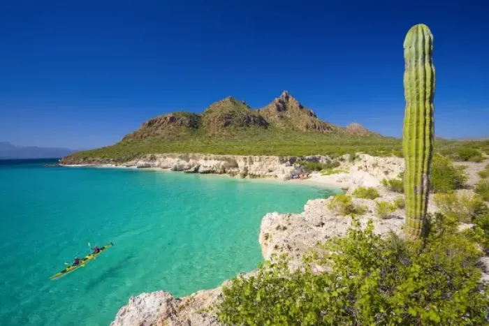 Framed Print : Mexico, Baja, Sea of Cortez. Sea Kayakers, white sand beach and Cardon Cactus of Isla Carmen