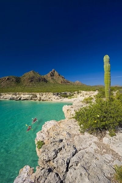 Mexico, Baja, Sea of Cortez. Sea Kayakers, white sand beach and Cardon Cactus of Isla Carmen