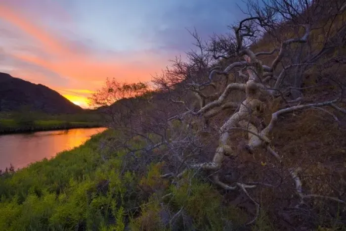 Framed Print : Mexico, Baja, Sea of Cortez. Sunrise over Elephant tree, Ballandra estuary, Isla Carmen