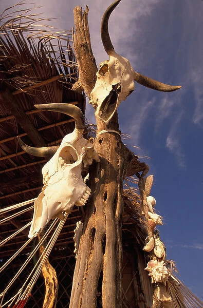 06. Mexico, Baja. Todos Santos. Old Cattle Skulls