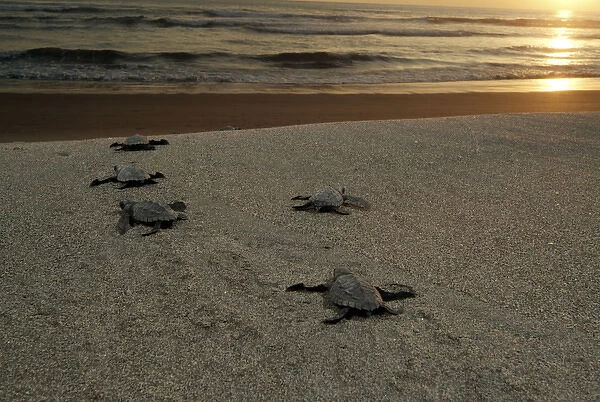Mexico, Chiapas, Boca del Cielo Turtle Research Station, Olive Ridley sea turtle