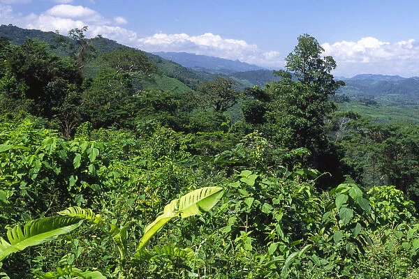 06. Mexico, Chiapas, Palenque. Mixed landscape of deforested farm sections & jungle