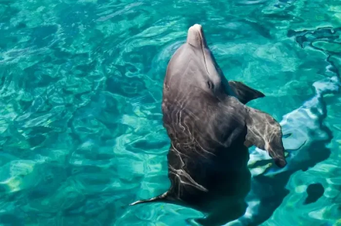 Framed Print : Mexico, Cozumel. Dolphin Discovery at Chankanaab Park, Isla de Cozumel (Cozumel Island)