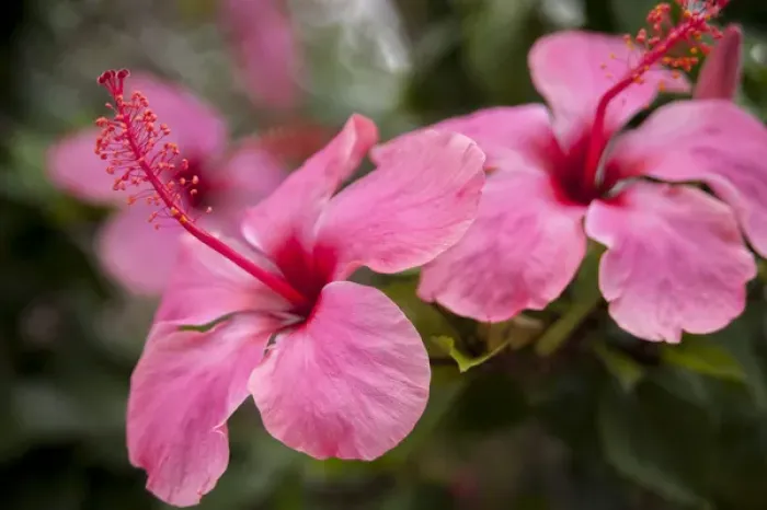 Framed Print : Mexico, Cozumel, Hibiscus