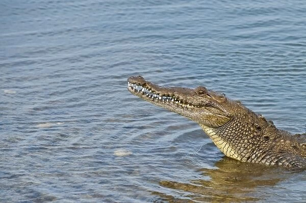 Mexico, Cozumel. Saltwater crocodile in Punta Sur Park, Isla de Cozumel (Cozumel Island)