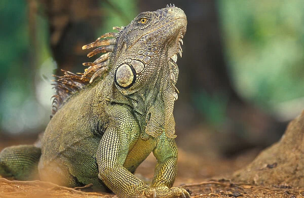 Mexico Green Iguana (Iguana iguana)