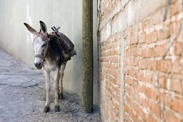 Mexico, Guanajuato. Donkey tightened up to an electric pole in downtown Guanajuato