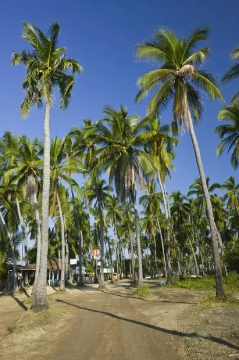 Framed Print : Mexico, Guerrero, Barra de Potosi. Palm Road