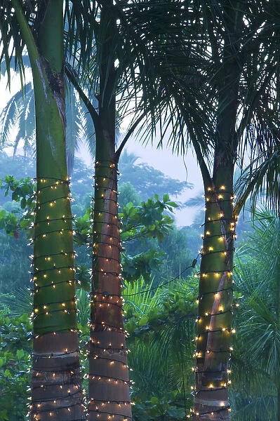 Mexico, Guerrero, Ixtapa. Hotel Palm with Lights  /  Dawn
