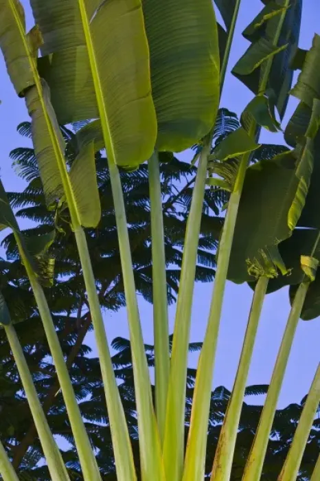 Framed Print : Mexico, Guerrero, Ixtapa. Palm  /  Dawn