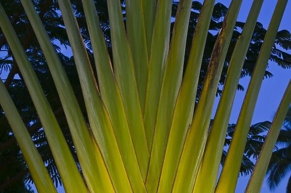 Mexico, Guerrero, Ixtapa. Palm  /  Dawn
