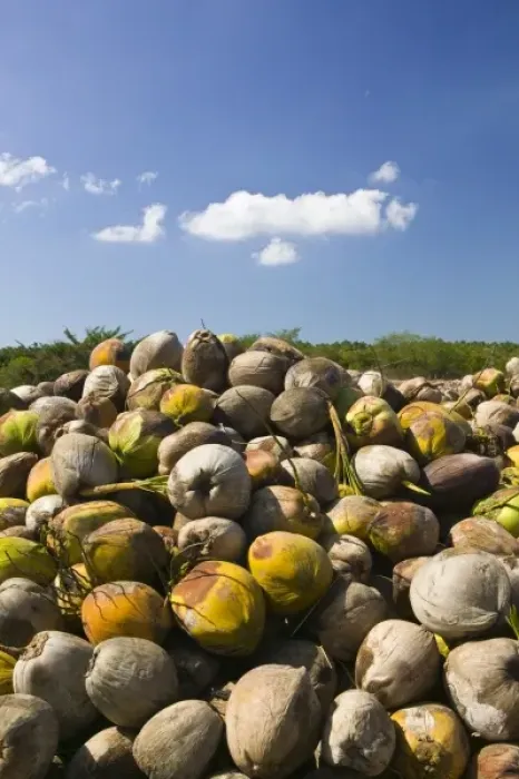 Framed Print : Mexico, Guerrero, Petatlan. Coconut Husks Framed Print : Mexico, Guerrero, Petatlan. Coconut Husks