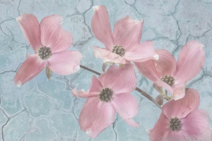 Framed Print : Mexico, Jalpa. Pink dogwood flower collage. ©Don Paulson  /  Jaynes Gallery  /  DanitaDelimont.com