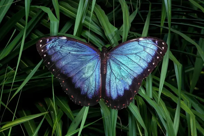 Framed Print : Mexico. Morpho butterfly close-up. (Editorial Use Only)