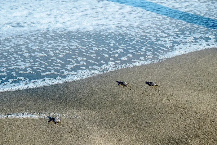 Framed Print : Mexico, Nayarit, Sayulita. Sea turtle hatchlings migrating to the Pacific Ocean Framed Print : Mexico, Nayarit, Sayulita. Sea turtle hatchlings migrating to the Pacific Ocean