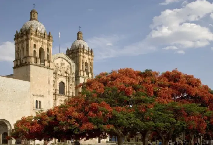 Framed Print : Mexico, Oaxaca, Morning sun lights flame trees and the Iglesia Santo Domingo near Framed Print : Mexico, Oaxaca, Morning sun lights flame trees and the Iglesia Santo Domingo near