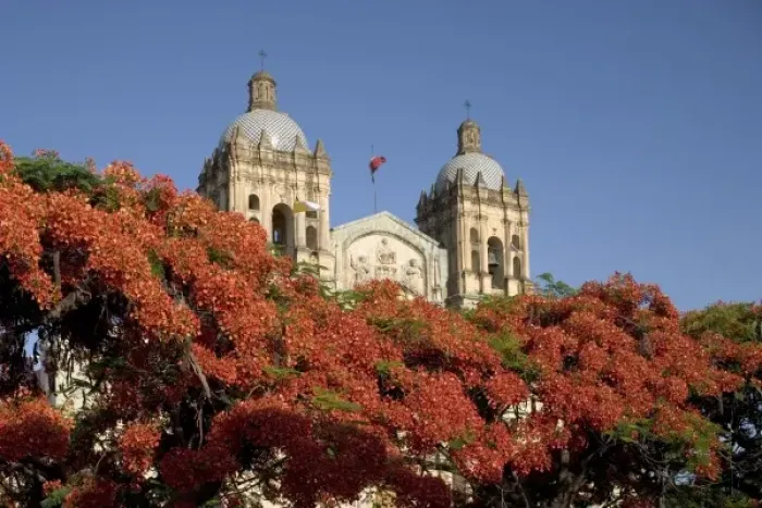 Framed Print : Mexico, Oaxaca, Setting sun lights flame trees and the Templo Santo Domingo at Cathedral