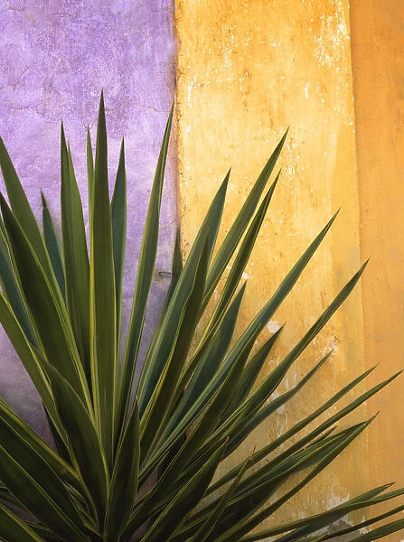 Mexico. Plant against colorful wall. Credit as: Jim Nilsen  /  Jaynes Gallery  /  DanitaDelimont