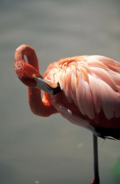 Mexico, Riviera Maya. Pink Flamingo at Xcaret