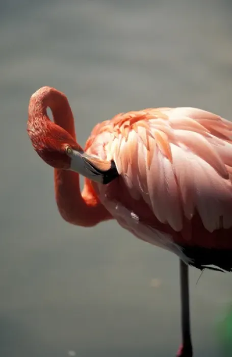 Framed Print : Mexico, Riviera Maya. Pink Flamingo at Xcaret Framed Print : Mexico, Riviera Maya. Pink Flamingo at Xcaret
