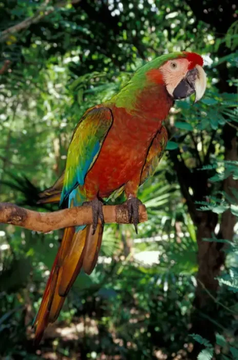 Framed Print : Mexico, Riviera Maya. Scarlet macaw at Xcaret Framed Print : Mexico, Riviera Maya. Scarlet macaw at Xcaret