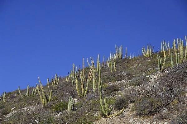 Mexico, San Carlos. Organ Pipe cactus. THIS IMAGE HAS SOME RESTRICTIONS FOR US LAND TOUR OPERATORS