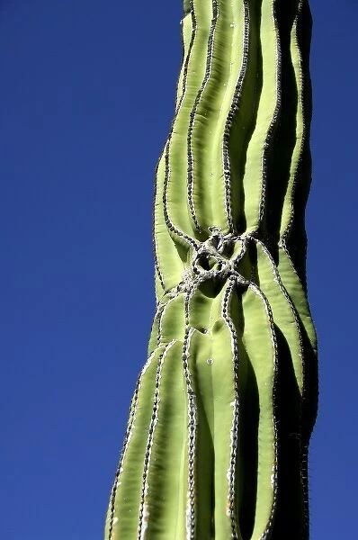 Mexico, San Carlos. Saguaro cactus (Carnegiea gigantea) THIS IMAGE HAS SOME RESTRICTIONS