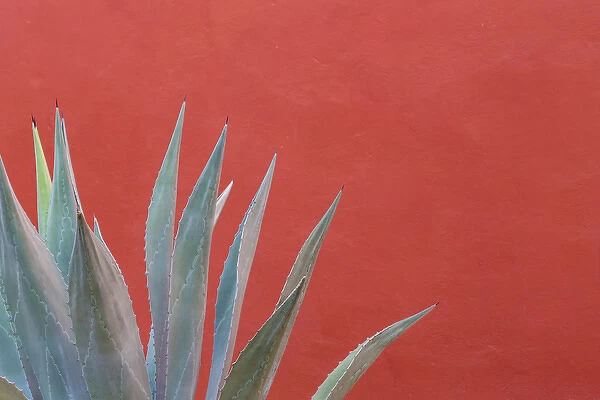 Mexico, San Miguel de Allende. Agave plant next to colorful wall