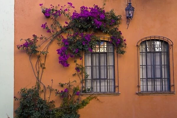 Mexico, San Miguel de Allende. Bougainvillea surrounding one of two windows in orange wall