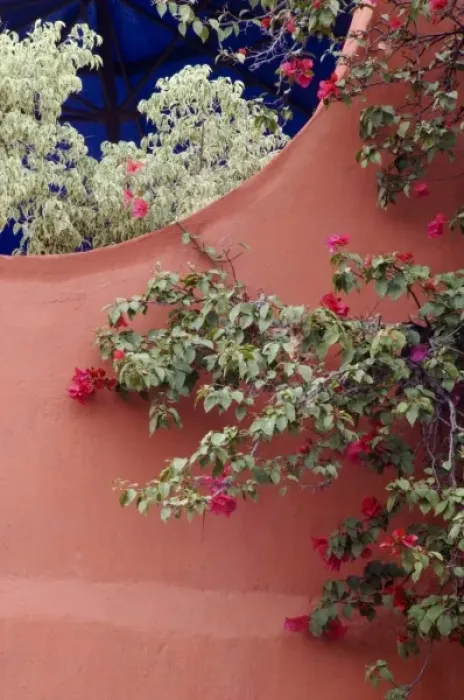 Framed Print : Mexico, San Miguel de Allende, Bougainvillea and stucco wall