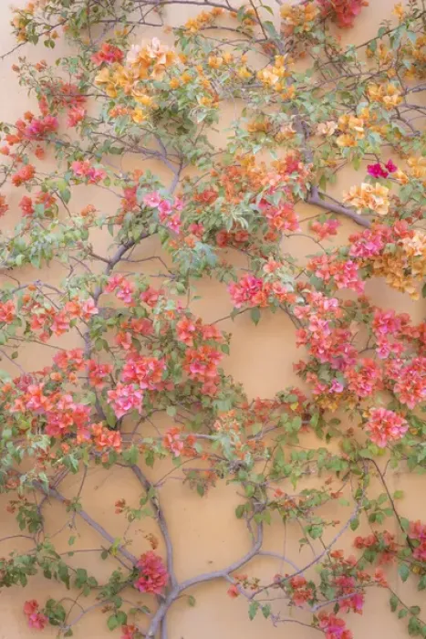 Framed Print : Mexico, San Miguel de Allende. Bouganvilla growing on wall Framed Print : Mexico, San Miguel de Allende. Bouganvilla growing on wall