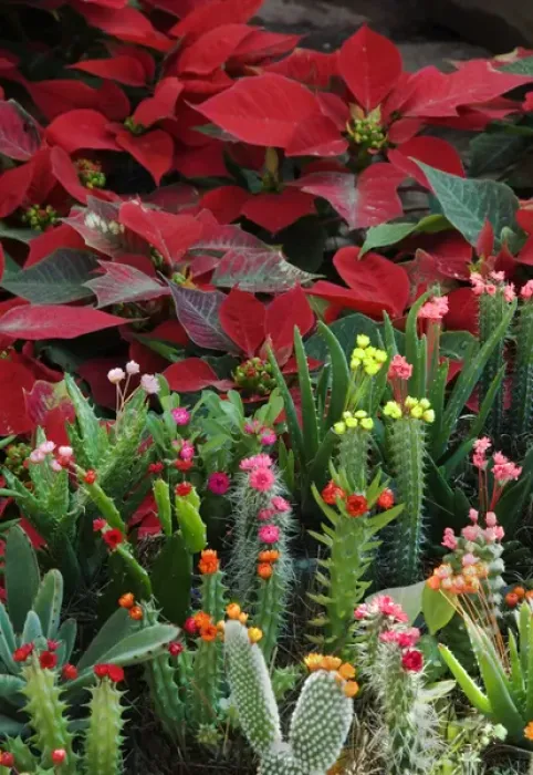 Framed Print : Mexico, San Miguel de Allende, Christmas poinsettias with flowering cactus in market Framed Print : Mexico, San Miguel de Allende, Christmas poinsettias with flowering cactus in market