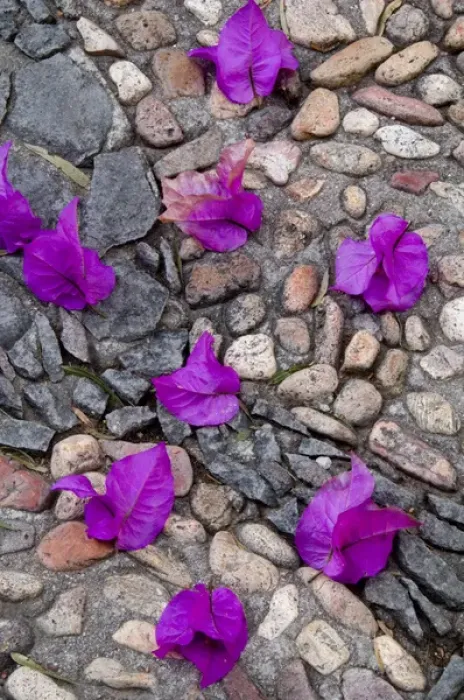 Framed Print : Mexico, San Miguel de Allende, Fallen bougainvillea petals on cobblestones. Credit as Framed Print : Mexico, San Miguel de Allende, Fallen bougainvillea petals on cobblestones. Credit as